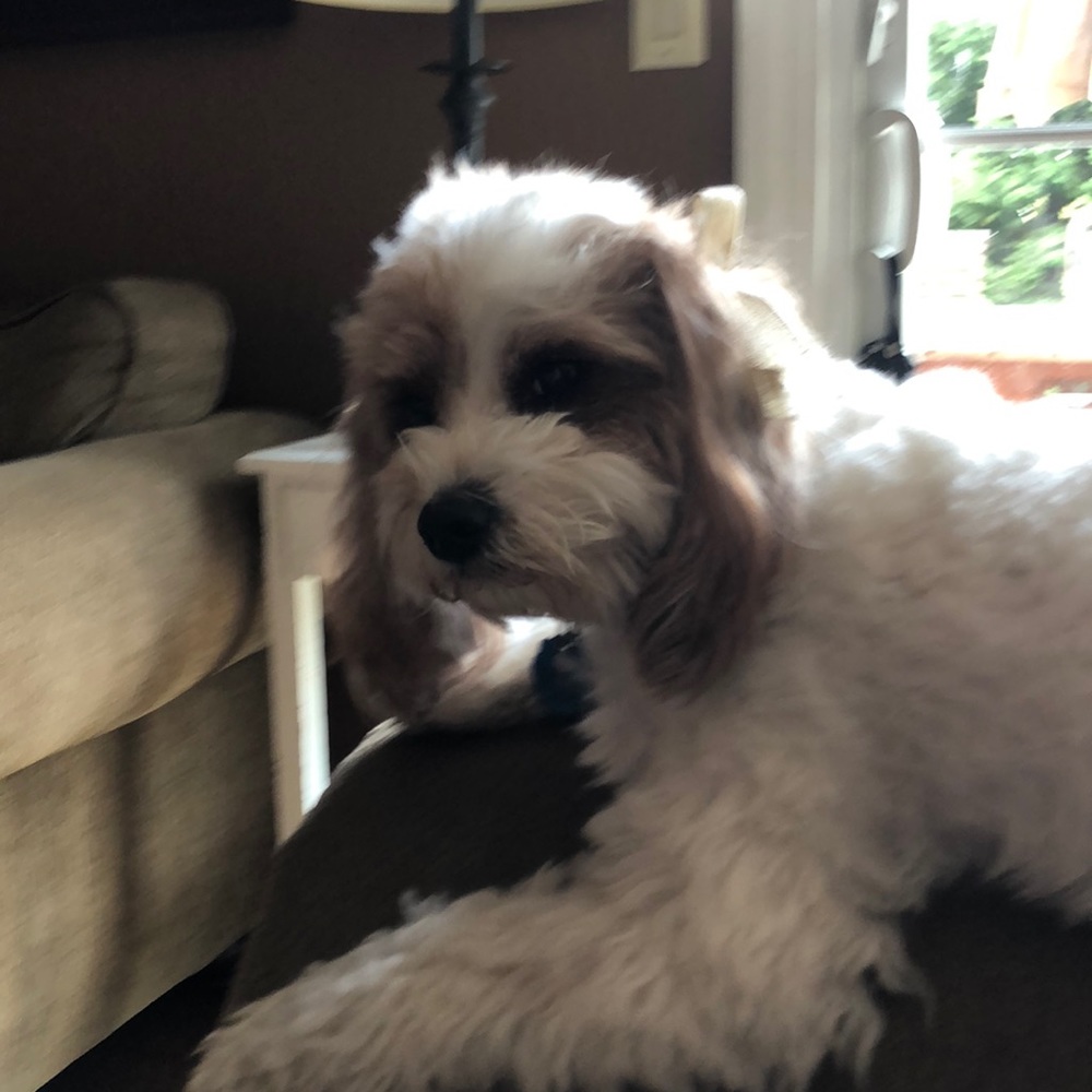 Meet your Posher, Dora